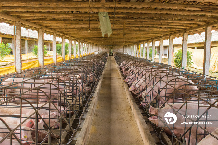 Pig farms in confinement mode