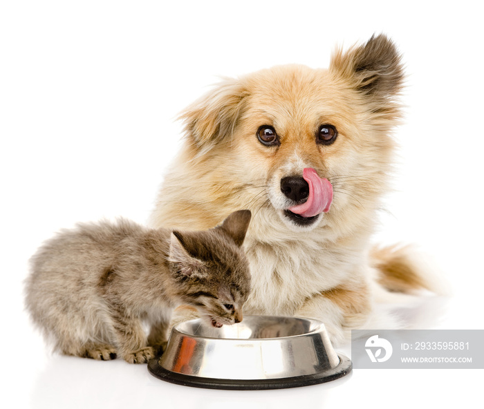 kitten and licking hungry dog eat together. isolated on white background