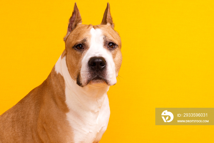 dog breed American Staffordshire Terrier looks on a yellow background