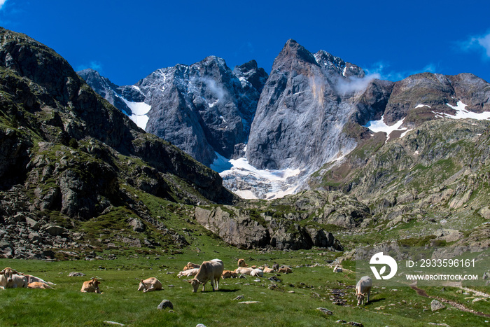 Vaches de race gasconne à l’estive au pied de la Face nord du Vignemale