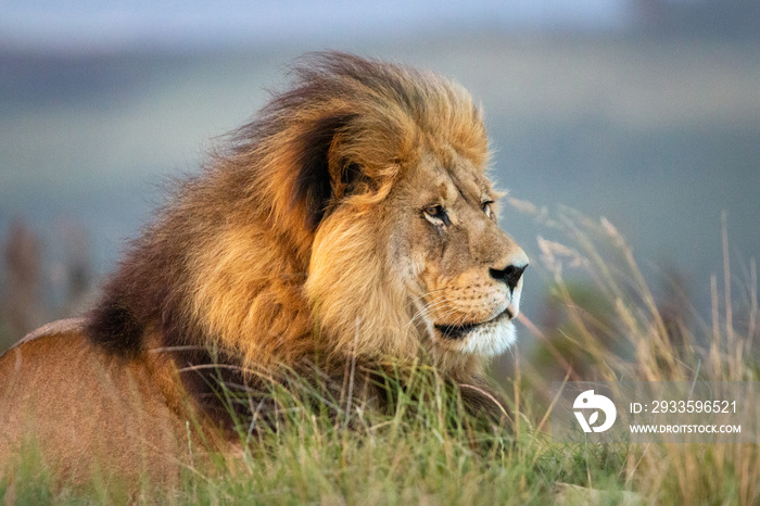 Portrait of a single male lion looking regal in South Africa.