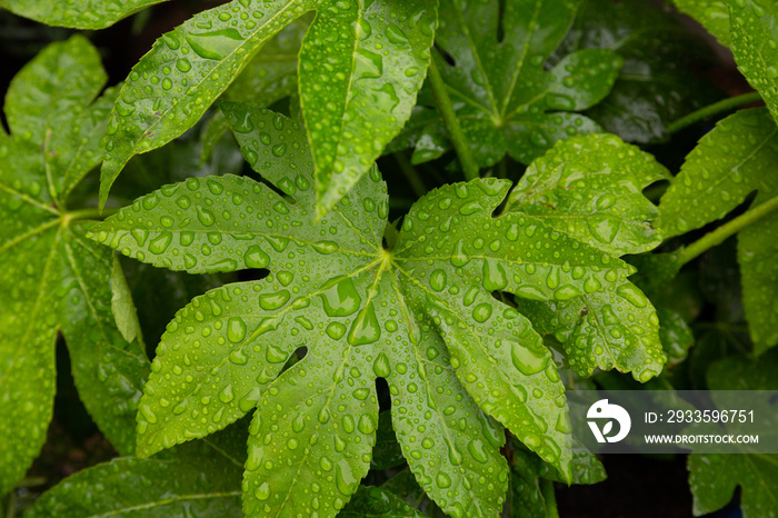 Fatsia Japonica Japanese Aralia leaves after the rain