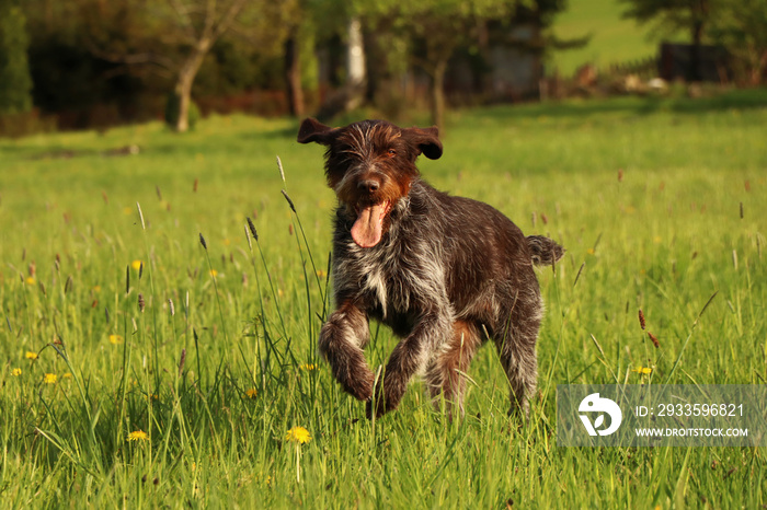 Hunting dog need plenty of daily exercise to keep him sharp and fit. Barbu tcheque in a sprint for his loot. Humorous face with flying long ears. Honney with black and white fur