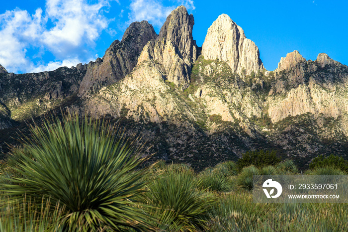 Dawn light and native Yucca plants at Organ Mountains-Desert Peaks National Monument in New Mexico