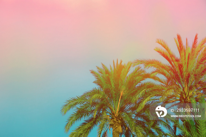 Palm Trees on Toned Purple Blue Pink Sky Background with Golden Sun Flare. Copy Space for Text. Tropical Foliage. Seaside Ocean Beach Vacation. Modern Funky Style