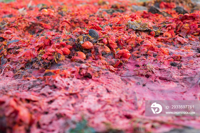 Piles of rotten tomatoes, destroyed tomatoes for disease prevention,agriculture viruses and disease