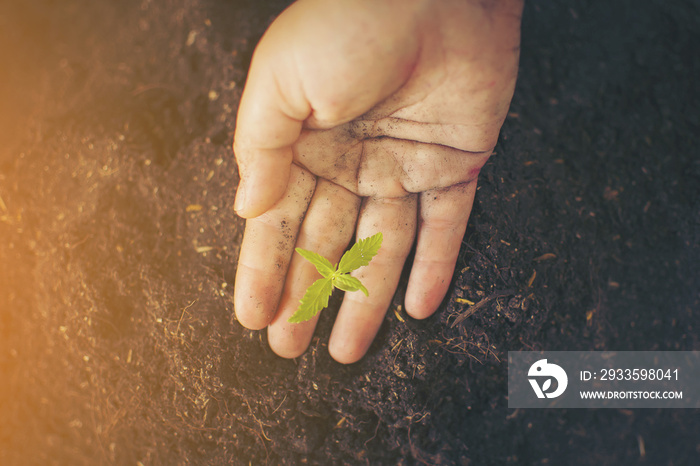 Hand gently holding rich soil for his marijuana plants