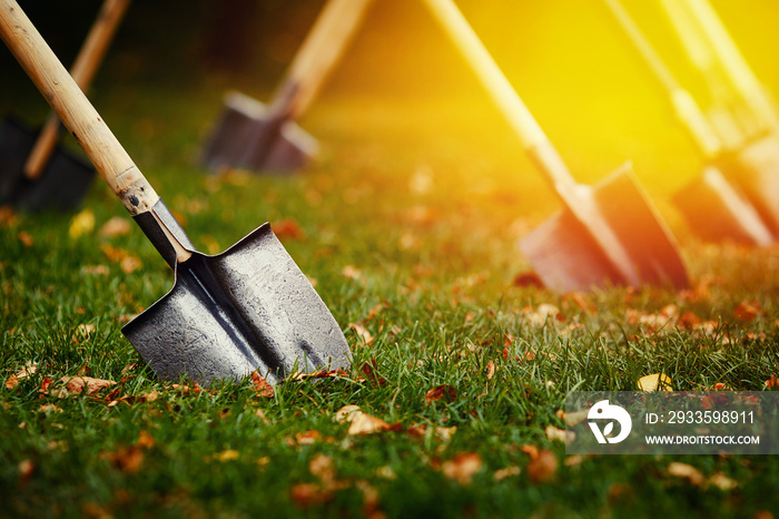 close-up shovel is stuck in a green lawn with yellow leaves. The concept of laying a lawn, harvesting.