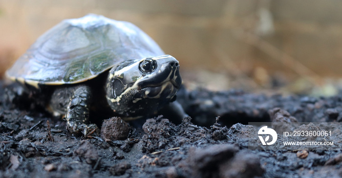 Cute portrait of baby tortoise black, Natural Habitat. Asian turtle conservation concept.