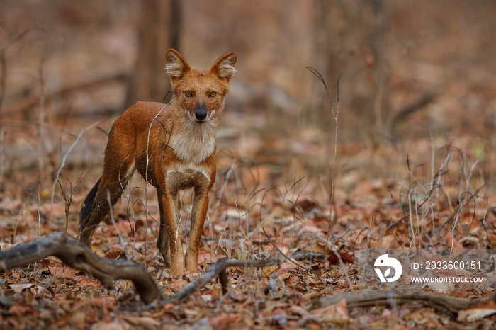 Indian wild dog pose in the nature habitat, very rare animal, dhoul, dhole, red wolf, red devil, indian wildlife, dog family, nature beauty, cuon alpinus