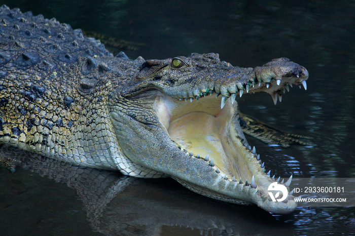 The estuarine crocodile or Crocodylus porosus which aggressively hunts when day or night is opening its mouth wide