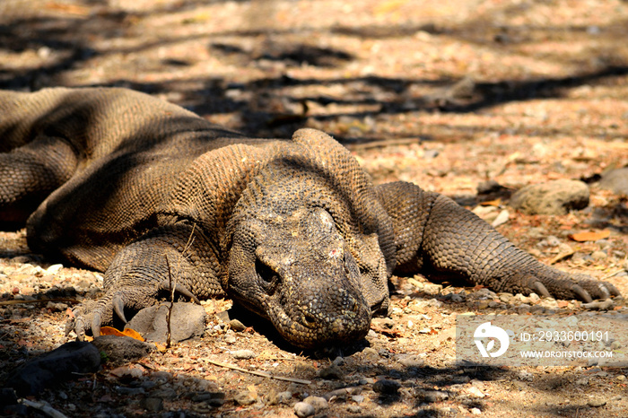 Closeup of a komodo dragon in Komodo National Park