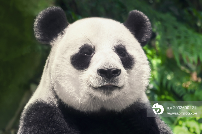 Cute black and white panda, close-up