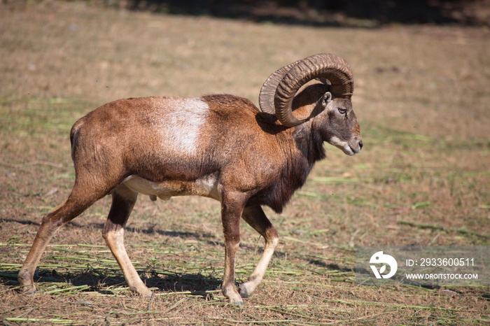 The urial is a wild sheep native to the Middle East. It is listed as Vulnerable on the IUCN Red List