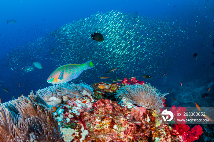 Colorful Parrotfish on a tropical coral reef