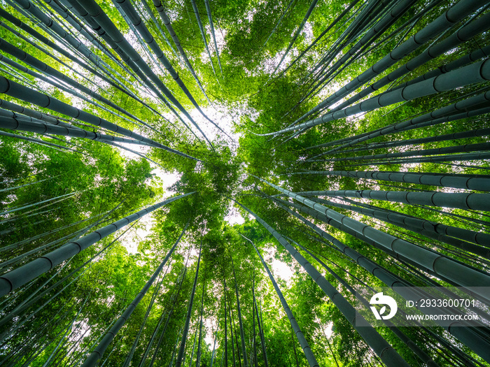 Amazing wide angle view of the Bamboo Forest in Kamakura