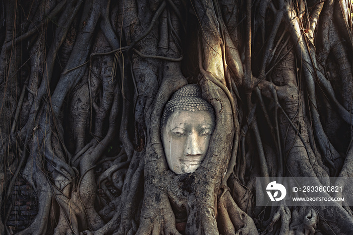 Buddha Head in Tree Roots