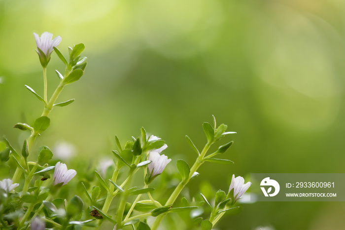 Brahmi or bacopa monnieri trees on nature background.