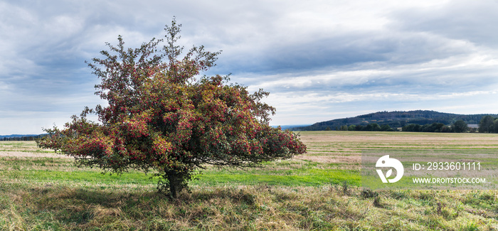 Common hawthorn in rural autumn panorama with cloudy sky. Crataegus monogyna. Alone thorny whitethorn tree with many red haws in landscape with stubble field and Choustnik hill view. Radenin, Czechia.
