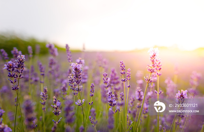 Purple lavender flowers field at summer with burred background. Close-up macro image.