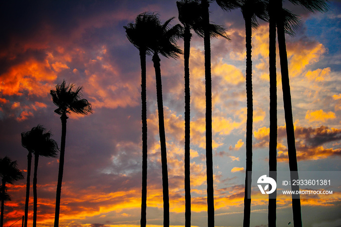 palm trees backlit at sunset along the croisette of cannes in provence, france