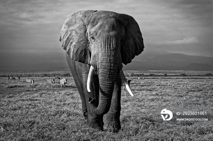 African Bush Elephant - Loxodonta africana lonely elephant walking in savannah of the Amboseli park under Kilimanjaro in the afternoon, dust bath, close up portrait, black and white