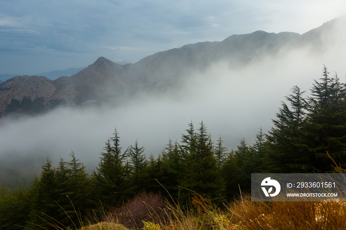 Scenic misty mountain landscape with fir forest. High quality photo