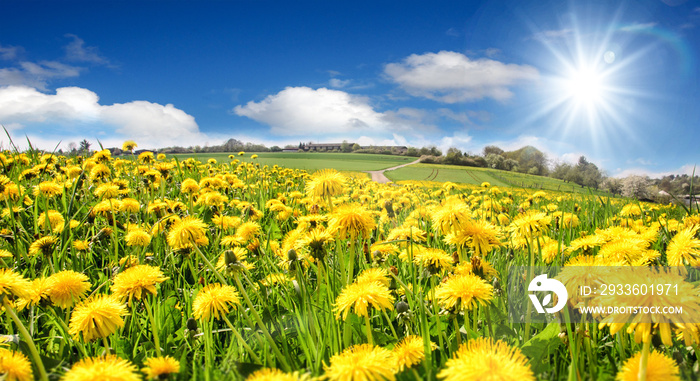 Auszeit im Frühling, Glück, Freude, Entspannung, Lebenslust: leuchtend gelbe Löwenzahnwiese unter blauem Himmel mit Sonne und Wolken :)