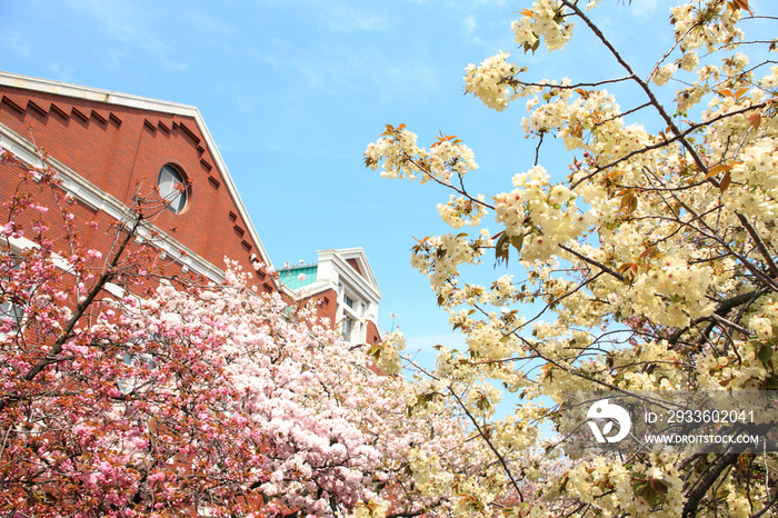 大阪、造幣局の桜