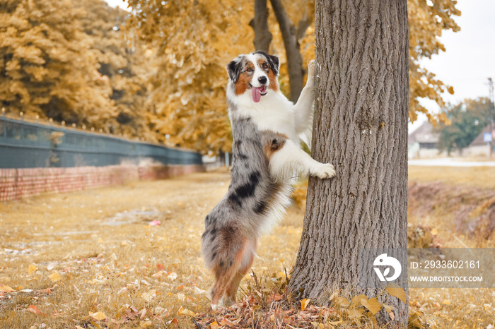 Dog australian shepherd leans on a tree in autumn park