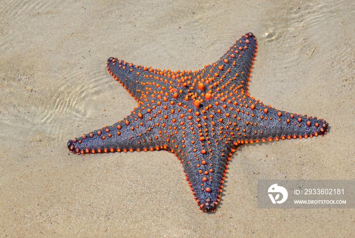 Multicolored Knobbed Starfish - Pentaceraster mammillatus, beautiful large colored seastar from African reefs and coasts, Zanzibar, Tanzania.