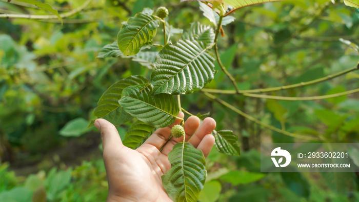 The tropical Kratom tree (Mitragyna speciosa). The leaves of the tree are a mild stimulant, and were traditionally chewed by farmers and labourers needing a boost or some light pain relief.