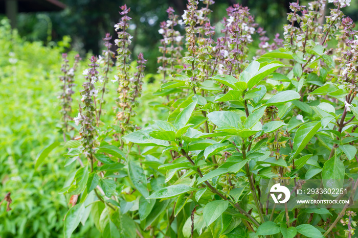 Basil (Ocimum sanctum). Closeup of thai holy basil plants holy b