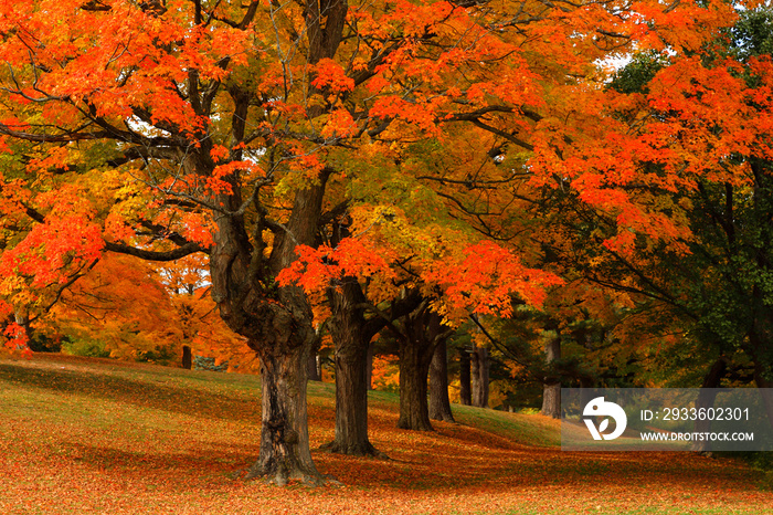 Beautiful New England Fall Foliage with reflections on a sunny day, Boston Massachusetts.