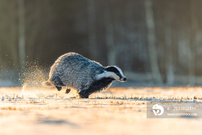 Fast running badger in the snow at sunrise. Dust behind him, forest in the background.