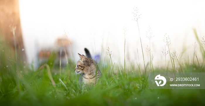 A cat walks on a green lawn in the countryside on a summer sunny day. A beautiful pet.