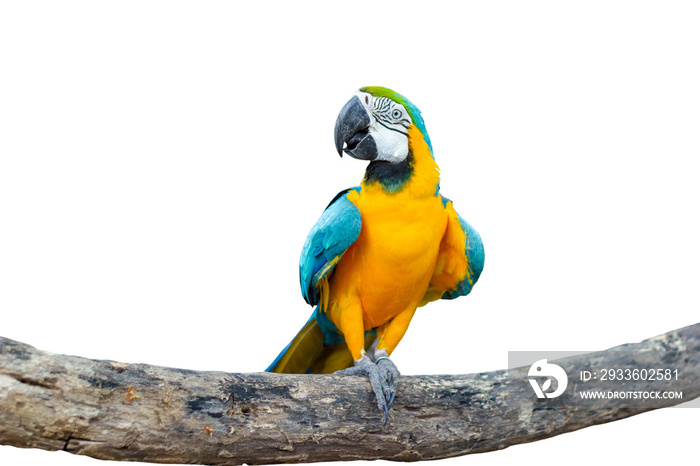 Bird Blue-and-yellow macaw standing on branches isolated white background.