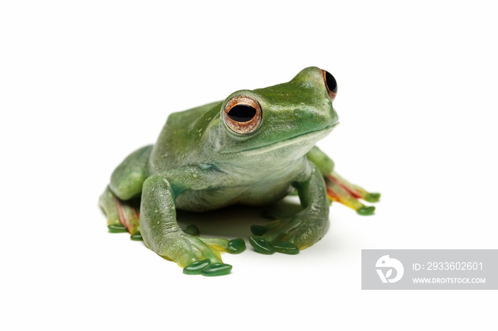 Jade tree frog isolated on white background, Rhacophorus dulitensis, animal closeup