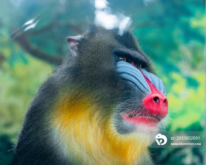 An adult mandrill in a wildlife park