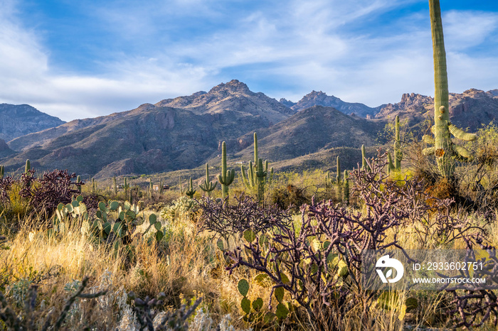 An overlooking view of Tucson, Arizona