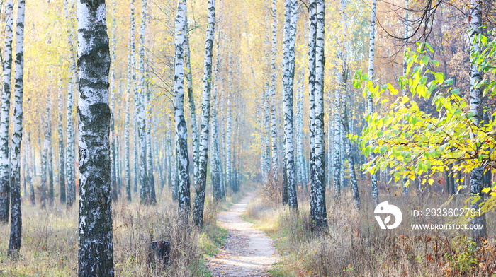 beautiful scene with birches in yellow autumn birch forest in october among other birches in birch grove