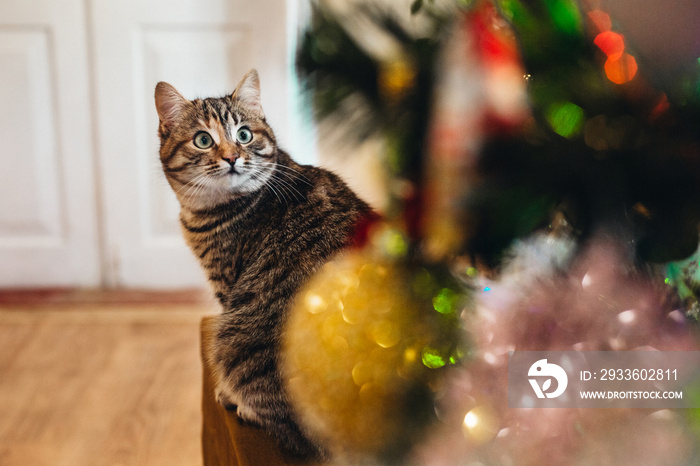 beautiful cat near the new year tree