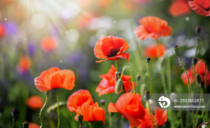 Beautiful field of wild red poppies in evening sunset. Blooming red poppy flower detail in spring and backlight. Blurred sun rays and bokeh behind flowers.