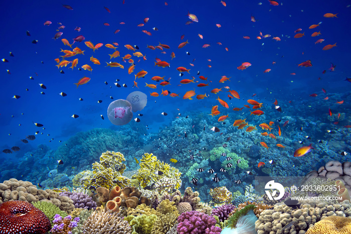 Tropical fishes on a beautiful coral garden