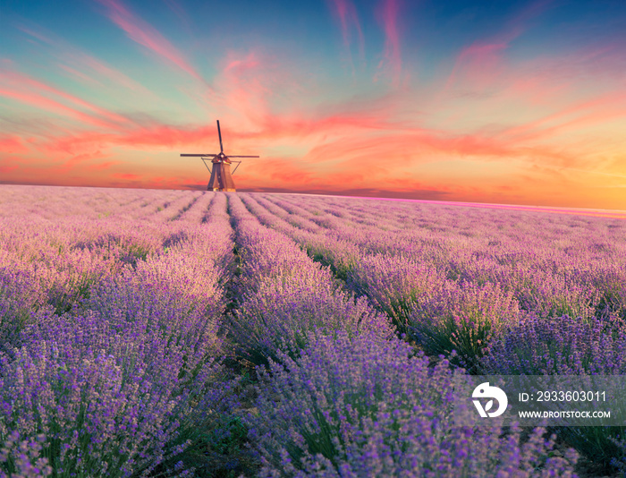 Lavender field summer sunset landscape with single tree near Valensole.Provence,France