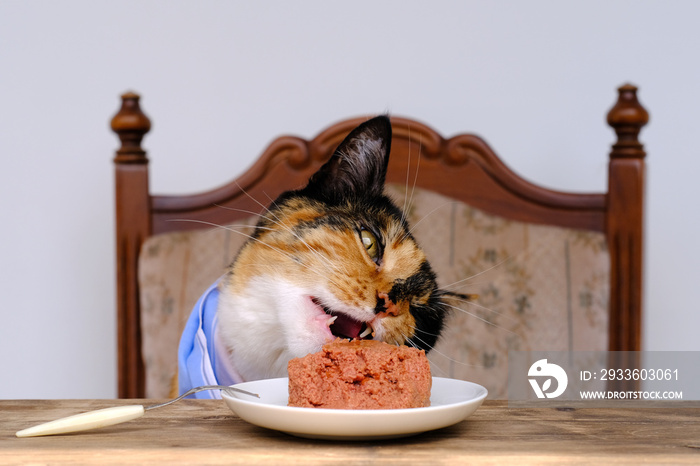 portrait of beautiful brown tricolor adult domestic cat eating delicious food from white plate at wooden vintage table, well breast blue napkin, pet health and appetite concept, care and feeding