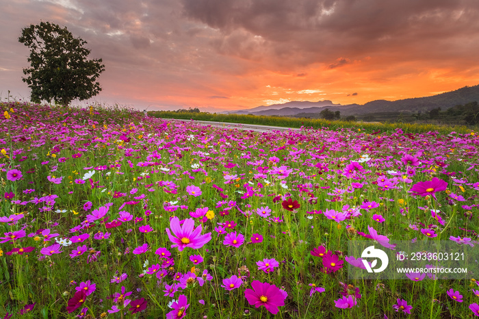 Fields of Cosmos flowers, Chiang Rai, Thailand