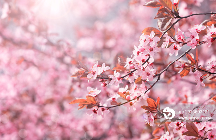 Pink spring blossom, pink cherry flowers in soft light