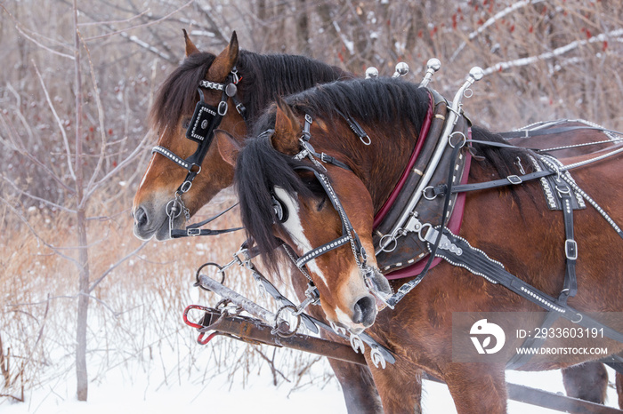 horse sled portrait