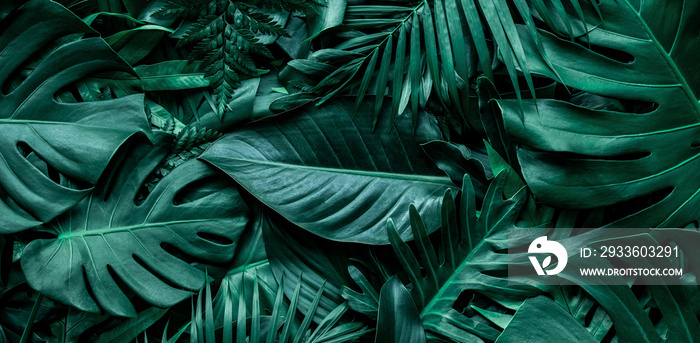 closeup nature view of green monstera leaf and palms background. Flat lay, dark nature concept, tropical leaf